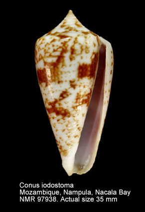 Conus iodostoma (7).jpg - Conus iodostoma Reeve,1843